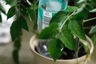 Blumen mit Wasser aus der Plastikflasche wässern