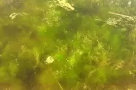 Grünes Wasser und Algen im Gartenteich