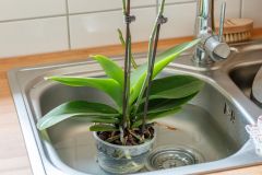 Orchideen richtig gießen Frag Mutti