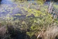 Eisenhaltiges Wasser gegen Algen im Teich