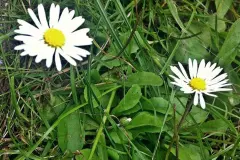 Gänseblümchen die Heilpflanze