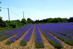 Lavendel eine Pflanze für viele Gelegenheiten