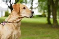 Hundemarken: Geschützt und klapperfrei