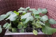 Kürbis selber anpflanzen - mit Kürbissamen züchten