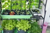 Pflanzenregal: Erdbeeren, Salate etc. anbauen & ernten