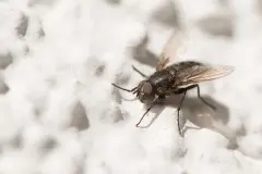 Große Fliegen los werden