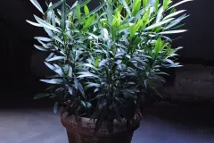 K&uuml;belpflanzen richtig &uuml;berwintern