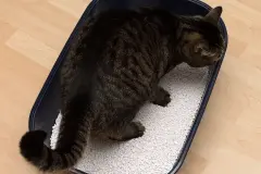 Katzenstreu müffelt? Es muss nicht gleich ausgetauscht werden