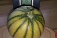 Zuckermelonen im Gewächshaus selbst anbauen