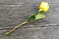 Aus verblühter Schnittrose neue Rose züchten