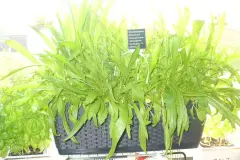 Salat am K&uuml;chenfenster ernten und gesunde Rezeptvorschl&auml;ge