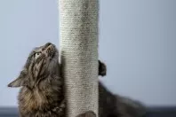 Katzenkratzbaum auffrischen