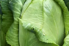 Der Zuckerhut: Ein sehr leckerer und gesunder Wintersalat