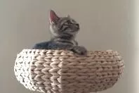 Katzen das Kratzen an Möbeln abgewöhnen