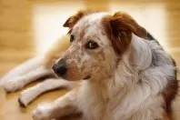 Hundeschreck: Rutschigen Boden vermeiden
