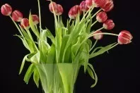 Lange Freude an Tulpen