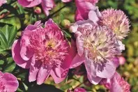 Pfingstrosen bestechen durch ihre große Blütenpracht sowie ihren lieblichen Duft. Ihre Blütenblätter können als Tee aufgegossen werden.