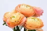 Ranunkeln sind giftig und daher nur zur optischen Bewunderung geeignet. In der Blumensprache stehen sie nämlich für ein romantisches Kompliment.