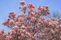Die bekannteste Magnolienart in Mitteleuropa ist die Tulpen-Magnolie, die als Baum wächst und bis zu 9 Meter hoch werden kann.