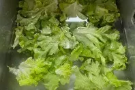 Labberiger Salat wieder schön knackig