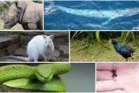 6 beeindruckende Tiere, die unsere Erde bevölkern #FunFriday