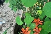 Kapuzinerkresse gegen Schnecken an Blumen