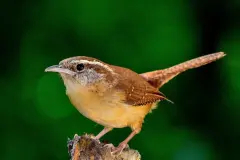 Der Zaunkönig ist einer der wenigen Vögel, die auch bei Schnee singend durch den Garten hüpfen. Der Zaunkönig wird auch als Schneekönig bezeichnet.