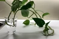 Kürzlich habe ich zwei Pflanzen-Tentakel einer Efeutute ergattert und diese zu Hause in einem kleinen Wasserglas etwa 2 Wochen im Wasser stehend Wurzeln bilden lassen. 