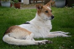 Das Sommerthema: Fl&ouml;he und Zecken auf Hunden und Katzen