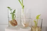 Regrowing: Gemüse ganz einfach nachwachsen lassen