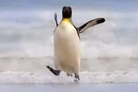 Warum können Pinguine nicht fliegen?