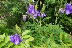 Akelei - genügsame Gartenpflanze