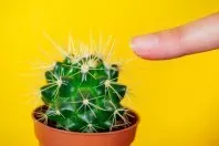 „Wozu hat ein Kaktus Stacheln?“