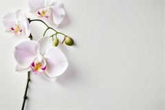 Abgerissene Bl&uuml;ten noch chic dekorieren