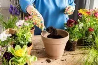 Pflegeleichte Balkonpflanzen – Die richtige Wahl für Sonne & Schatten