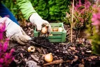 Gartenarbeit im November – Was kann ich jetzt noch aussäen?
