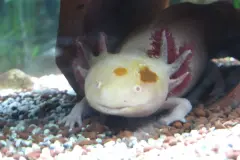 Axolotl richtig halten & füttern