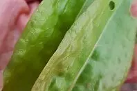 Sauerampfer - eine heimische Gewürz- und Gemüsepflanze
