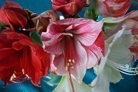 Amaryllis-Schnittblumen richtig anschneiden