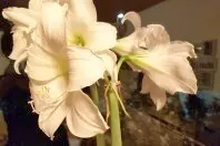 Amaryllis: richtige Pflege für eine erneute Blüte