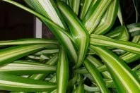 Die Grünlilie - eine robuste Zimmerpflanze