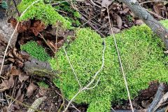 Kleinod f&uuml;r Tiere im Garten