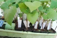 Stangenbohnen anbauen trotz Schneckenplage – mit Vorkultur