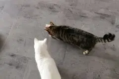 Intelligenzspielzeug für Katzen selber basteln