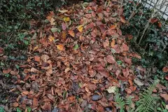 Herbstliche Laubhaufen - Überlebenshilfe nicht nur für Igel