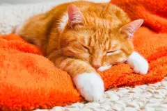 "Bernhards Welt" – Powernapping für Fortgeschrittene