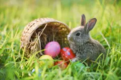 „Gibt es in anderen Ländern auch den Osterhasen?“