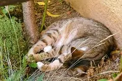 Katzen abkühlen bei Hitze im Sommer