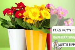 Blumenübertöpfe Test & Vergleich: 7 günstige Empfehlungen