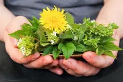 Wildkräuter im Juni sammeln – mit 3 Rezepten